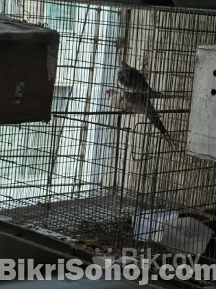 1 pair quality running cockatiel to be sold